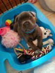 Best Only one male puppy left, 8 weeks old English Staffy's available. near me - Mill Park