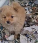 Best RAW FED PURE BRED MALE POMERANIAN PUPPY near me - New South Wales