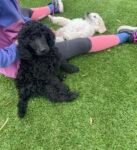 Best Standard Poodle Puppies World Class Bloodlines Show Dog Breeder near me - Longford
