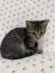Best Beautiful Kitten Available near me - Kogarah