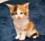 Best Purebred Maine Coon Kittens With Pedigree Papers near me - Highfields