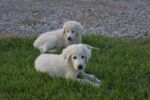 Best URGENT Maremma Puppies - Livestock Guardian Dogs near me - Northcote