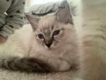 Best Ragdoll Kitten For Sale，Looking For New Family near me - Longford