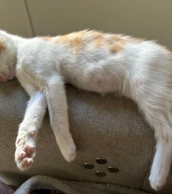 Best Kitten looking for a new family and home 🥹 near me - Peakhurst Heights NSW