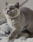Best Pure English Short Hair( Blue) Kittens For Sale near me - Westmeadows
