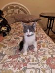 Best Mainecoon x Ragdoll kittens for sale near me - Lavington NSW