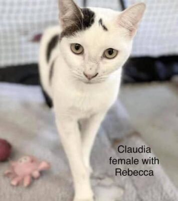 Best Claudia - Perth Animal Rescue inc Vet Work Cat/kitten near me - Dudley Park