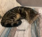 Best Connor - Perth Animal Rescue inc vet work cat/kitten near me -