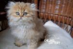 Best Pedigree British Longhair and British Shorthair kittens for sale near me - Bulleen