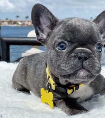 Best ANKC Reg French Bulldog near me - 116 Holt Street Pinkenba QLD 4008