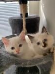 Best Cheeky & Playful Purebred Ragdoll Kittens 🐱 near me - Sydney City