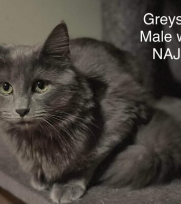 Best Greyson - Perth Animal Rescue inc vet work cat/kitten near me - Marangaroo WA