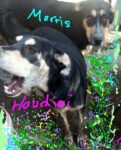 Best Houdini & Morris ÷xcelent guard dogs Free to a Good Home Urgently near me - Montmorency VIC