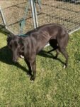 Best Luna the greyhound (desexed ) Free NEVER RACED near me - Cranebrook NSW