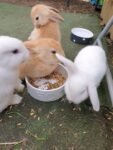 Best Mini loops Bunnies for sale near me -