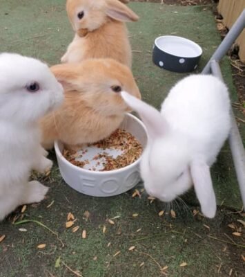 Best Mini loops Bunnies for sale near me - Rabbits