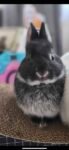 Best Netherland Dwarf Rabbit near me - Robina