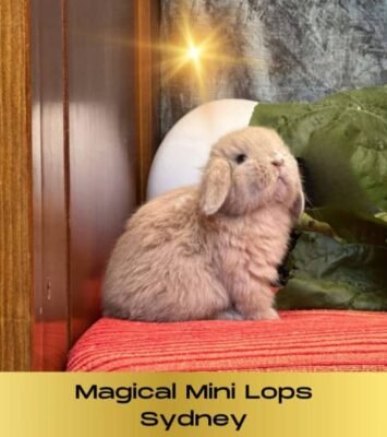 Best BABY BLUE TORT MINI LOP HOUSE - APPARTEMENT RABBITS FOR SALE SYDNEY near me - Chatswood NSW