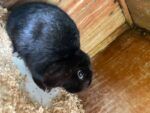 Best Friendly Adult Male Mini Lop Rabbit For Sale near me -