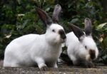 Best Rabbits for sale near me - Hamilton