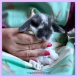 Best BABY MINI LOP - HOLLAND LOP RABBITS FOR SALE SYDNEY - House Bunnies. near me - Pymble