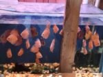 Best High quality Discus fish near me - Sefton
