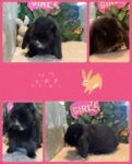 Best Rabbits Bunnys Purebred Mini Lops 🐰🐰🐰 near me - North Melbourne