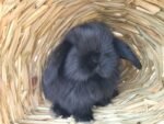 Best Pure Bred Mini Lop Rabbit - Black Self (VM) near me - Tuart Hill WA