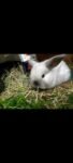 Best Pure breed mini lop rabbits near me - Australia