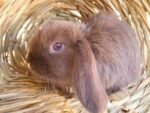 Best Pure Bred Mini Lop Rabbit - Chocolate Self (blue eyes) near me - Crows Nest