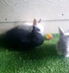 Best Purebred Netherland Dwarf Baby Bunnies near me - Mordialloc VIC