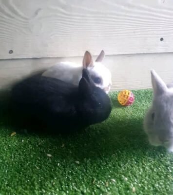 Best Purebred Netherland Dwarf Baby Bunnies near me - Rabbits