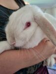 Best Bubbles the Albino Dwarf Lop near me - Byford