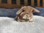 Best Purebred Mini Lops near me - St Lves NSW
