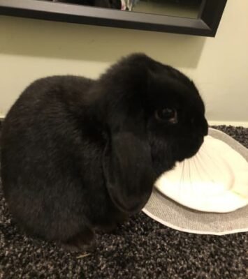 Best 1 Year old Lop Rabbit looking for a good home near me - Rabbits