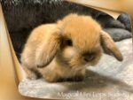 Best Baby Mini Lop House Rabbits For Sale Sydney ❤️ near me - Morphett Vale