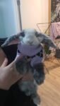 Best Cashmere/mini lop bunny near me - St Lves NSW