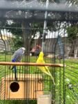 Best Selling a budgie pair near me - Clyde