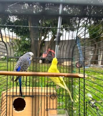 Best Selling a budgie pair near me - Dandenong VIC