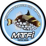 Best Blue Coral Gourami near me - Wagga Wagga