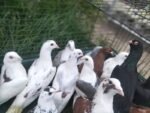 Best Pigeons for sale near me - Welshpool WA