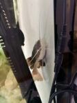 Best Red tail catfish near me - 161 Great Eastern Highway Midland WA 6056