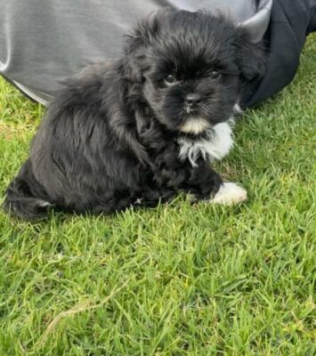 Best ADORABLE PUREBRED LHASA APSO PUPPIES near me - Dogs & Puppies