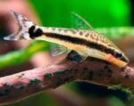 Best Otocinclus Catfish $15- Melbourne Tropical Fish Dandenong near me - Wagga Wagga