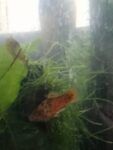 Best Two Platies for sale in Chelsea area near me - Clayton South