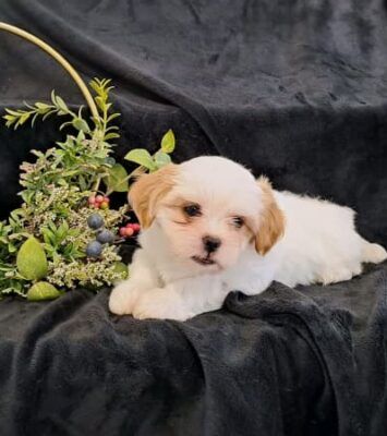 Best Maltese x Shih Tzu Puppies near me - Dogs & Puppies