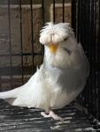 Best Budgies crest and tuft near me - Neutral Bay NSW