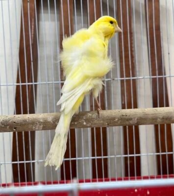 Best Frills canary good singer and young 9 months old ready to bread . near me - Dandenong VIC