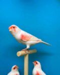 Best WANT to buy, mosaic canary, male!!! near me - West Perth