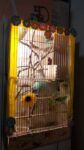 Best Zebra finches male and female near me - Parkdale VIC